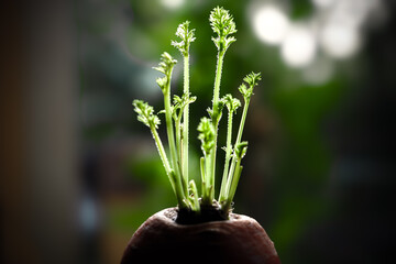 closeup of shoots on top of carrot