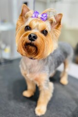 Yorkshire Terrier dog with short haircut and purple bow on head stands on black table for grooming haircut and bathing opposite mirror in salon. Pet grooming salon groomer