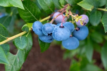 Close-up of ripe blueberries on branch