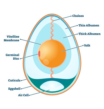 Egg structure illustration, transparent background. Labeled educational anatomy info scheme. Diagram with inner cross section explanation. Biological diagram with chalaza, yolk, eggshell.