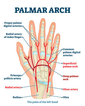Palmar arch anatomical illustration diagram, transparent background. Palm blood vessel system. Proper palmar digital arteries, radial artery of index finger, also ulnar and radial arteries.