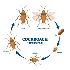 Cockroach life cycle diagram, illustration scheme with labeled developing stages from egg to nymph to adult, transparent background. Biology science education info. Detailed drawing with head.