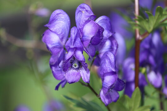 Sweden. Aconitum napellus, monkshood, aconite, Venus' chariot or wolfsbane, is a species of highly toxic flowering plants in the genus Aconitum of the family Ranunculaceae.