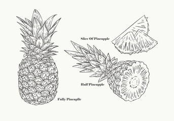 Hand Drawn Pineapple set illustration