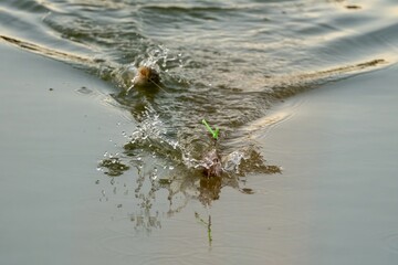 Fishing lure splashing in calm water