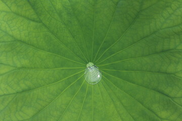 Rainwater collected on lotus leaves in Shinobazu Pond (Ueno Park) in Tokyo, Japan