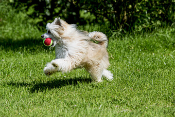 Happy dog running with his ball