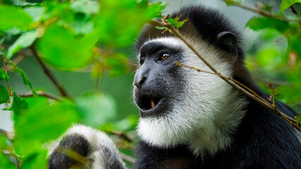 Portrait von Affe