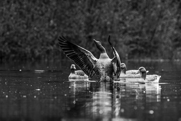 Gänse im Wasser © Kai