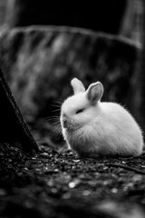 Hase in schwarz-weiß