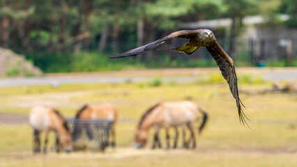 Raubvogel im Flug