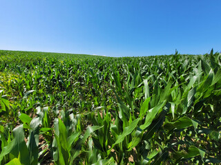 Campos de Maiz