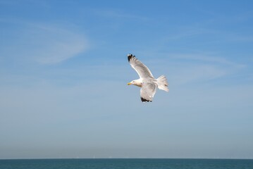seagull with spread wings flying in the sea