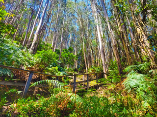 Naklejka premium Pasarelas entre Eucaliptos