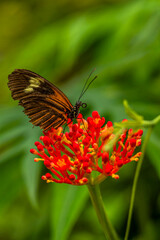 Schmetterling auf Blüte