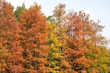 Yellowing leaves of trees in summer park