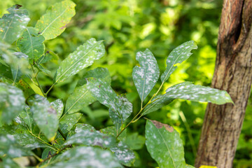 White plaque on leaves of the tree. Powdery mildew. Plant diseases