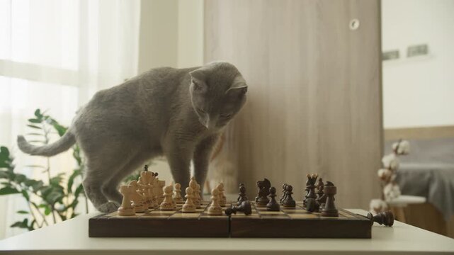 Curious Cat Standing on a Chessboard in a Bright Room