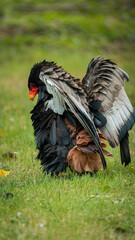 Close-up of a majestic Bateleur Eagle perched on grass, showcasing its striking black, brown, and red plumage. Perfect for wildlife, nature, and birdwatching projects, highlighting the beauty of rapto