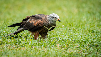 Close-up of a majestic Red Kite perched on the grass, showcasing its striking plumage and sharp gaze. Ideal for wildlife photography, nature conservation, and educational projects highlighting birds 