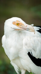 Close-up of a majestic palm-nut vulture perched gracefully on a branch, showcasing its striking plumage and sharp gaze. Perfect for wildlife and conservation themes.