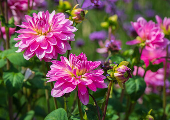 Dahlias  flowers field on the sunny day.