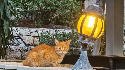 cat in the garden