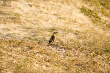 photograph of woodpecker in the dunes on a sunny day
