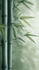 Obraz premium Bamboo forest showing lush green trunks and leaves