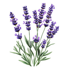 Fototapeta premium PNG Lavender flowers blooming in a garden setting