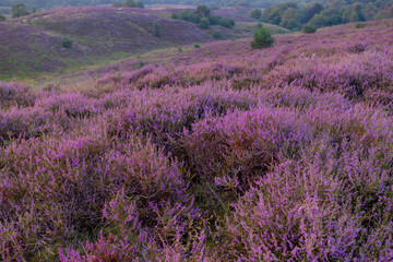 Obraz premium Nature landscape, The flowering Calluna vulgaris (heather, ling, or simply heather) on slope, Purple flowers on the hill side field, Posbank, Veluwezoom National Park, Rheden, Gelderland, Netherlands.