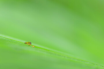 Newborn of European tree frog, fine art photography among the leaves (Hyla intermedia)