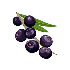 Branch of acai berries with green leaves. Vector cartoon illustration of superfood.