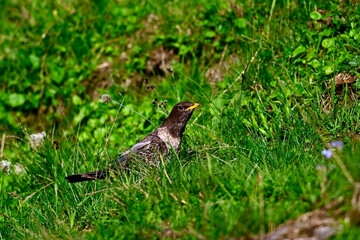  Ring Ouzel // Ringdrossel (Turdus torquatus) 