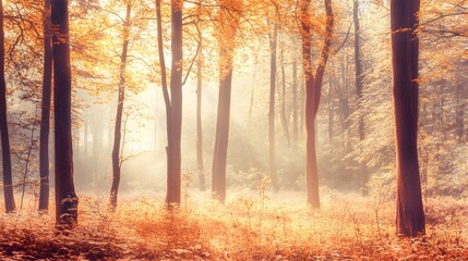 Sunlight filtering through autumn trees in a serene forest setting.