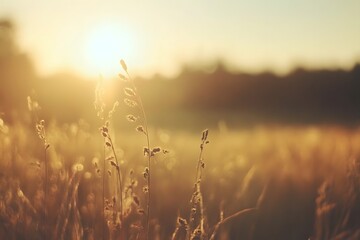 Golden sunlight shining through tall grass in an open field at sunset during early autumn in nature's tranquility