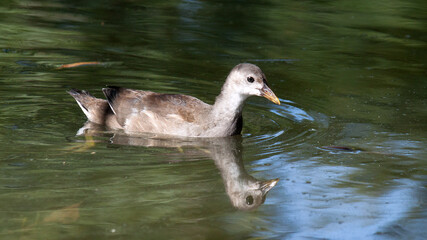 duck on the water