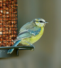 Eurasian blue tit, bird and animal outdoor by cage feeder with nuts and eating food for healthy diet or nutrition. Hungry songbird, feather and wildlife conservation in environment, nature and zoo