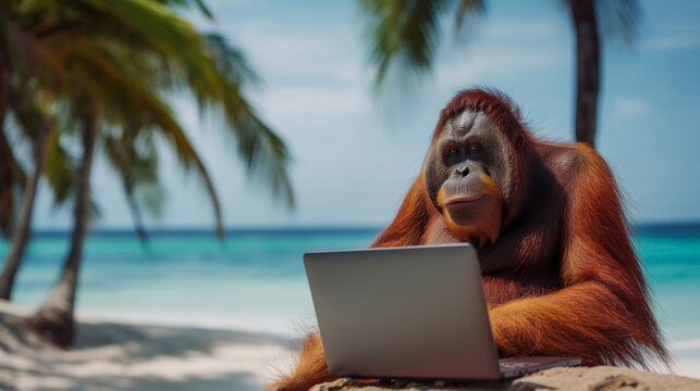Orangutan Working on Laptop at Beach.