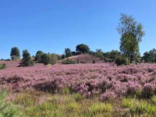 Landschaft in der Lüneburger Heide bei Heideblüte mit Blick auf den Wilseder Berg