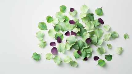 Floral Elegance: Abstract Hellebore Petals Starburst in Rich Green and Purple Tones on White Background