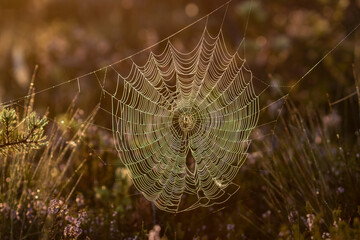 Spider web net glowing on  a meadow with flowers and copy space