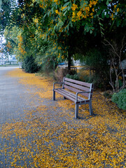 Fototapeta premium Banco debajo de una acacia rodeado de flores