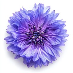 Close up of Cornflower like Purple Flower on an isolated white background