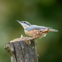 Conservation, nature and wildlife with bird on tree truck in natural environment for sustainability. Ecosystem, feathers and habitat with nuthatch eating on green background for ecology or flight