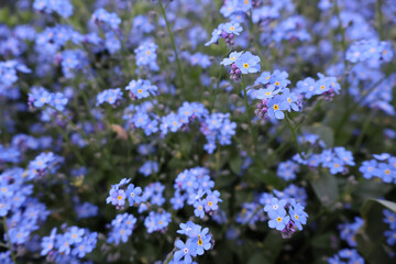 Close-Up of a Bed of Blue and Lilac Forget-Me-Not Flowers (Myosotis)