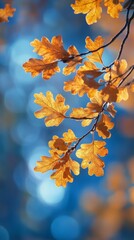 Obraz premium Oak branch with golden leaves glowing in autumn sunlight