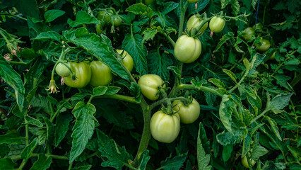 Close-up of tomato bushes with clusters of green tomatoes