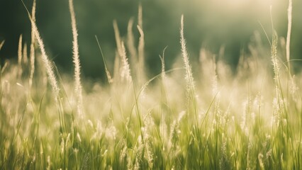 Fototapeta premium grass in the morning