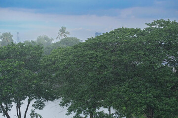 trees in the mountains